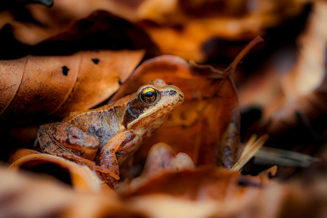 Wikipedia's picture of a common frog (Rana temporaria)